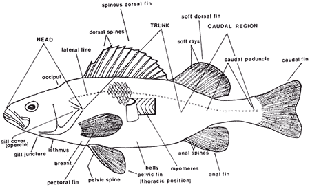 Grouper Species Chart