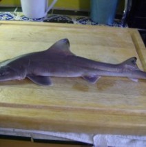 Maine Cape Shark