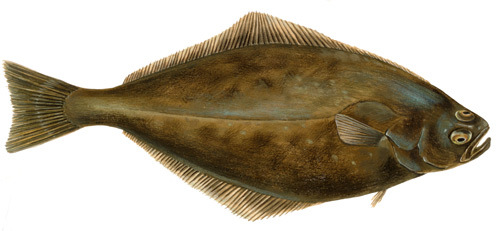 halibut.jpg