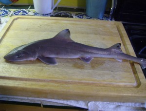 Maine Cape Shark